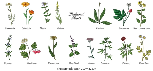 PLANTAS
